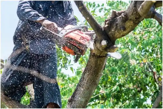 tree services Gray